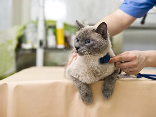 بیماری FIP گربه ها چیست ؟